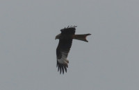 Red-Kite